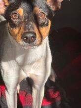 GRILLO, Hund, Bodeguero Andaluz-Mix in Spanien - Bild 4