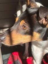 GRILLO, Hund, Bodeguero Andaluz-Mix in Spanien - Bild 5