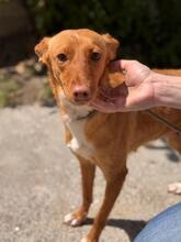 ALMOND, Hund, Podenco in Spanien - Bild 1
