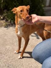 ALMOND, Hund, Podenco in Spanien - Bild 2
