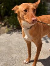 ALMOND, Hund, Podenco in Spanien - Bild 4
