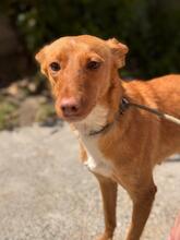 ALMOND, Hund, Podenco in Spanien - Bild 5