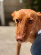 ALMOND, Hund, Podenco in Spanien - Bild 6