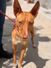 CASIMIRO, Hund, Podenco in Spanien - Bild 1