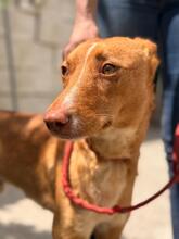 CASIMIRO, Hund, Podenco in Spanien - Bild 2