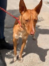 CASIMIRO, Hund, Podenco in Spanien - Bild 3