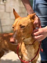 CASIMIRO, Hund, Podenco in Spanien - Bild 4