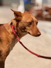 CASIMIRO, Hund, Podenco in Spanien - Bild 5