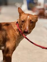 CASIMIRO, Hund, Podenco in Spanien - Bild 6