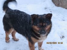PYZA, Hund, Mischlingshund in Polen - Bild 1