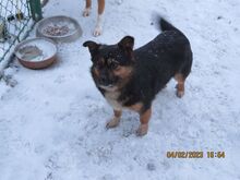 PYZA, Hund, Mischlingshund in Polen - Bild 2