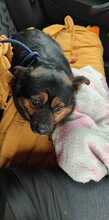 PYZA, Hund, Mischlingshund in Polen - Bild 3