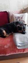 PYZA, Hund, Mischlingshund in Polen - Bild 4