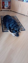 PYZA, Hund, Mischlingshund in Polen - Bild 5