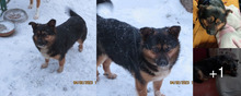 PYZA, Hund, Mischlingshund in Polen - Bild 6