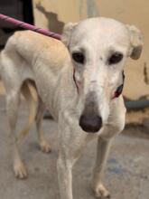 MEGGHY, Hund, Galgo Español in Spanien - Bild 1