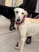 MEGGHY, Hund, Galgo Español in Spanien - Bild 2