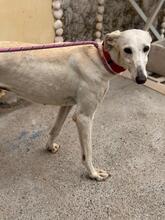 MEGGHY, Hund, Galgo Español in Spanien - Bild 3
