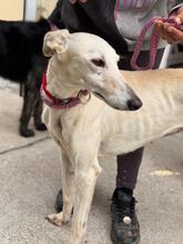 MEGGHY, Hund, Galgo Español in Spanien - Bild 4