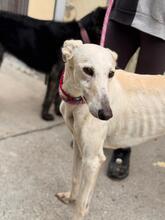 MEGGHY, Hund, Galgo Español in Spanien - Bild 5