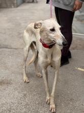MEGGHY, Hund, Galgo Español in Spanien - Bild 6