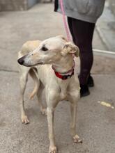 MEGGHY, Hund, Galgo Español in Spanien - Bild 7