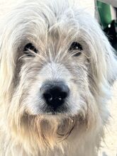 AURORA, Hund, Mischlingshund in Spanien - Bild 1