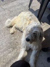 AURORA, Hund, Mischlingshund in Spanien - Bild 3