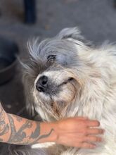 AURORA, Hund, Mischlingshund in Spanien - Bild 4