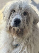 AURORA, Hund, Mischlingshund in Spanien - Bild 5
