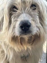 AURORA, Hund, Mischlingshund in Spanien - Bild 6