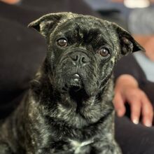 NUGGET, Hund, Französische Bulldogge-Mix in Dortmund - Bild 1