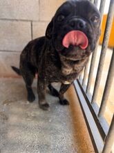 NUGGET, Hund, Französische Bulldogge-Mix in Dortmund - Bild 10
