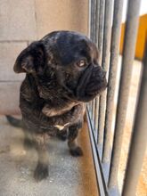 NUGGET, Hund, Französische Bulldogge-Mix in Dortmund - Bild 11