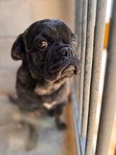 NUGGET, Hund, Französische Bulldogge-Mix in Dortmund - Bild 12