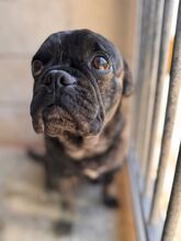 NUGGET, Hund, Französische Bulldogge-Mix in Dortmund - Bild 13