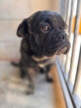 NUGGET, Hund, Französische Bulldogge-Mix in Dortmund - Bild 14