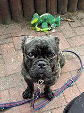 NUGGET, Hund, Französische Bulldogge-Mix in Dortmund - Bild 2