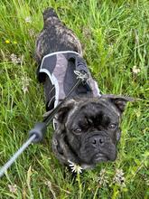 NUGGET, Hund, Französische Bulldogge-Mix in Dortmund - Bild 3