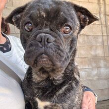 NUGGET, Hund, Französische Bulldogge-Mix in Dortmund - Bild 4