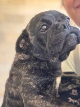 NUGGET, Hund, Französische Bulldogge-Mix in Dortmund - Bild 5