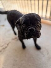 NUGGET, Hund, Französische Bulldogge-Mix in Dortmund - Bild 7