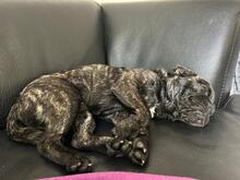NUGGET, Hund, Französische Bulldogge-Mix in Dortmund - Bild 8