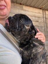 NUGGET, Hund, Französische Bulldogge-Mix in Dortmund - Bild 9