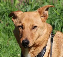 NALA, Hund, Mischlingshund in Sottrum