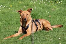 NALA, Hund, Mischlingshund in Sottrum - Bild 2