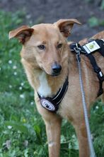 NALA, Hund, Mischlingshund in Sottrum - Bild 3