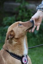 NALA, Hund, Mischlingshund in Sottrum - Bild 5