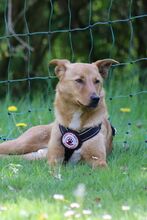 NALA, Hund, Mischlingshund in Sottrum - Bild 6