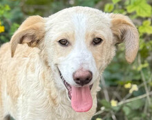 MATTI, Hund, Mischlingshund in Kroatien - Bild 1
